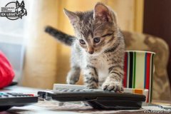 phoca_thumb_l_IMG_2123_resize