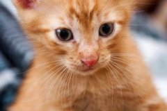 phoca_thumb_l_IMG_2135_resize