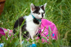 phoca_thumb_l_Kuba_03