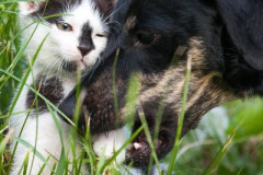 phoca_thumb_l_Kuba_04