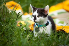 phoca_thumb_l_Kuba_09