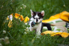 phoca_thumb_l_Kuba_10