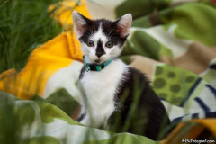 phoca_thumb_l_Kuba_12