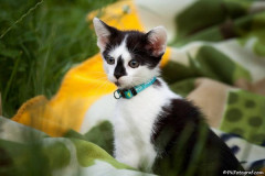 phoca_thumb_l_Kuba_13