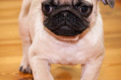 phoca_thumb_l_IMG_0058_resize