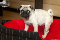phoca_thumb_l_IMG_0262_resize