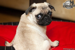 phoca_thumb_l_IMG_0267_resize