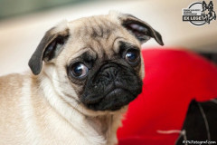 phoca_thumb_l_IMG_0282_resize
