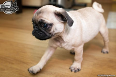 phoca_thumb_l_IMG_0288_resize