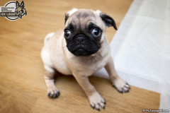 phoca_thumb_l_IMG_0289_resize