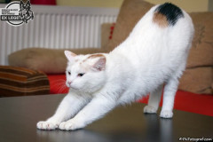 phoca_thumb_l_IMG_0256_resize
