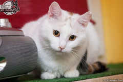 phoca_thumb_l_IMG_0270_resize