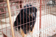 phoca_thumb_l_IMG_0662_resize