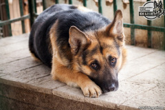 phoca_thumb_l_IMG_0665_resize
