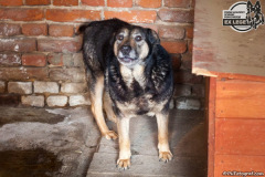 phoca_thumb_l_IMG_0678_resize