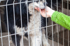 phoca_thumb_l_IMG_0684_resize