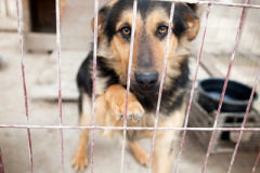 phoca_thumb_l_IMG_0689_resize