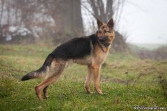 phoca_thumb_l_IMG_1478_resize