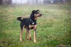 phoca_thumb_l_IMG_1482_resize