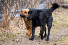 phoca_thumb_l_IMG_6568_resize