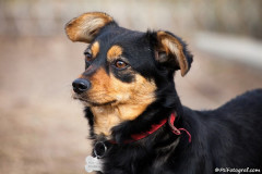 phoca_thumb_l_IMG_6610_resize