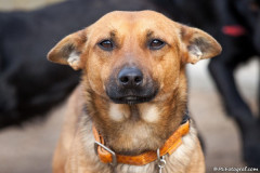 phoca_thumb_l_IMG_6623_resize