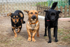 phoca_thumb_l_IMG_6624_resize