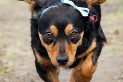 phoca_thumb_l_IMG_6631_resize