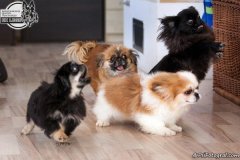 phoca_thumb_l_IMG_5121_resize