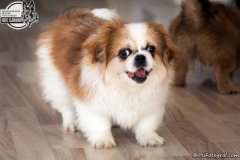 phoca_thumb_l_IMG_5125_resize