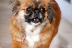 phoca_thumb_l_IMG_5131_resize