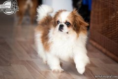 phoca_thumb_l_IMG_5135_resize
