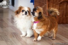phoca_thumb_l_IMG_5144_resize