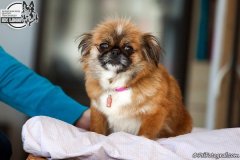 phoca_thumb_l_IMG_5168_resize