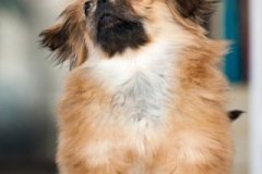 phoca_thumb_l_IMG_5188_resize