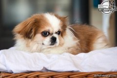 phoca_thumb_l_IMG_5195_resize