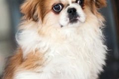 phoca_thumb_l_IMG_5196_resize