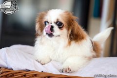 phoca_thumb_l_IMG_5206_resize
