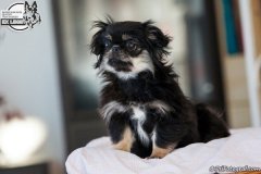 phoca_thumb_l_IMG_5217_resize