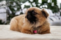 phoca_thumb_l_IMG_5289_resize