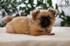 phoca_thumb_l_IMG_5291_resize
