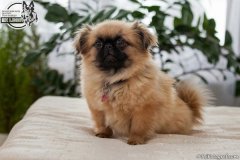 phoca_thumb_l_IMG_5296_resize