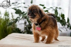 phoca_thumb_l_IMG_5307_resize