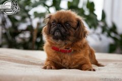 phoca_thumb_l_IMG_5328_resize