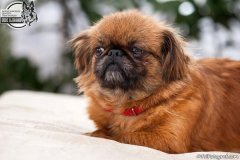 phoca_thumb_l_IMG_5331_resize