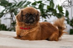 phoca_thumb_l_IMG_5335_resize