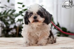 phoca_thumb_l_IMG_5350_resize