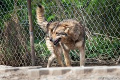 phoca_thumb_l_IMG_7343_resize
