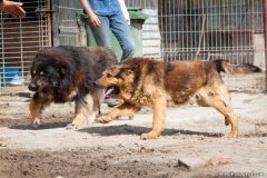 phoca_thumb_l_IMG_7495_resize