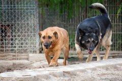 phoca_thumb_l_IMG_7555_resize